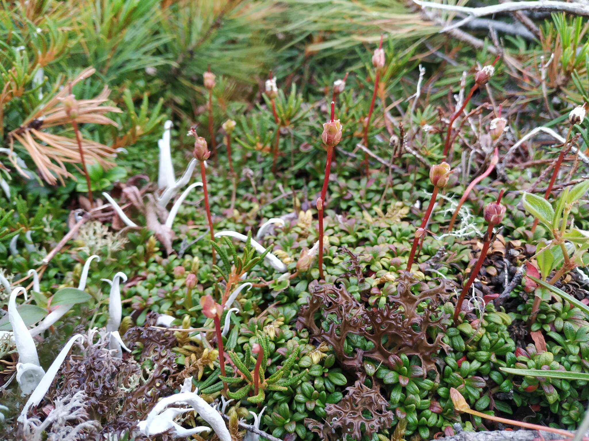 Imagem de Diapensia lapponica var. obovata F. Schmidt