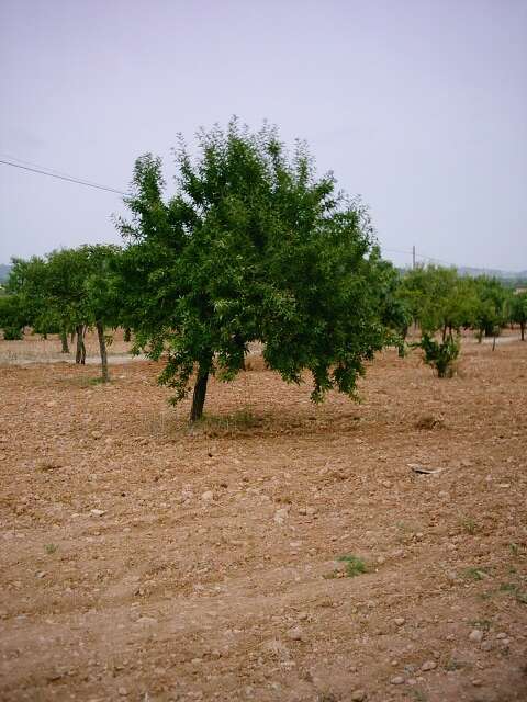 Imagem de Prunus dulcis (Mill.) D. A. Webb