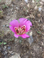 Image of butterfly mariposa lily