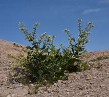 Image of desert tobacco,