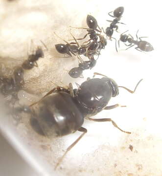 Image of Small black ant