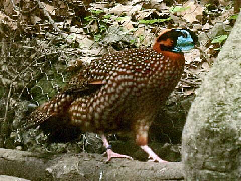 Imagem de Tragopan temminckii (Gray & JE 1831)