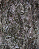 Image of Red Maple