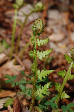 Image de Dryopteris ludoviciana (Kunze) Small