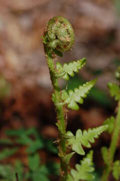 Image de Dryopteris ludoviciana (Kunze) Small