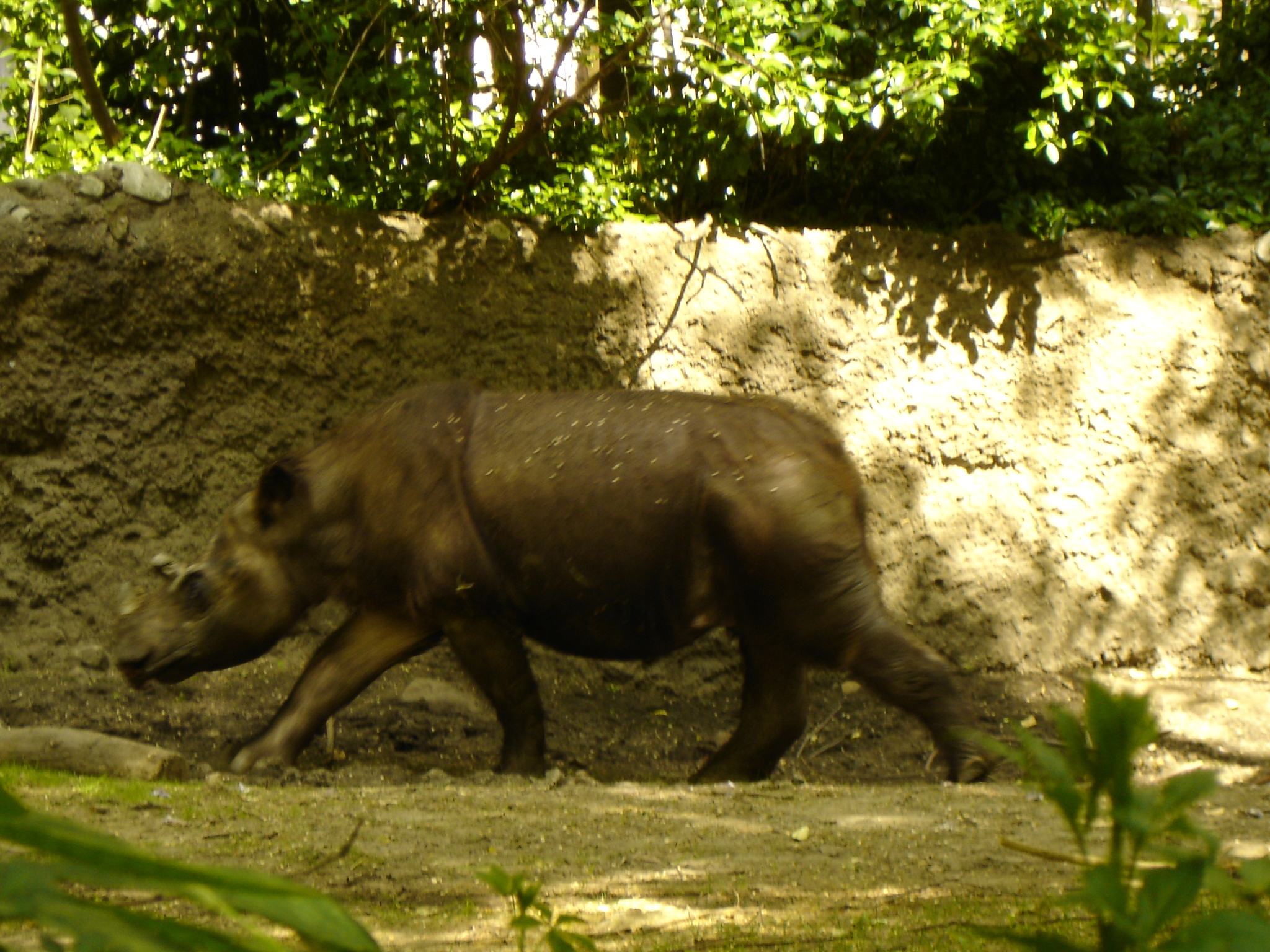 Image of Hairy Rhinoceros