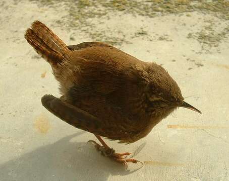 Image of Eurasian Wren