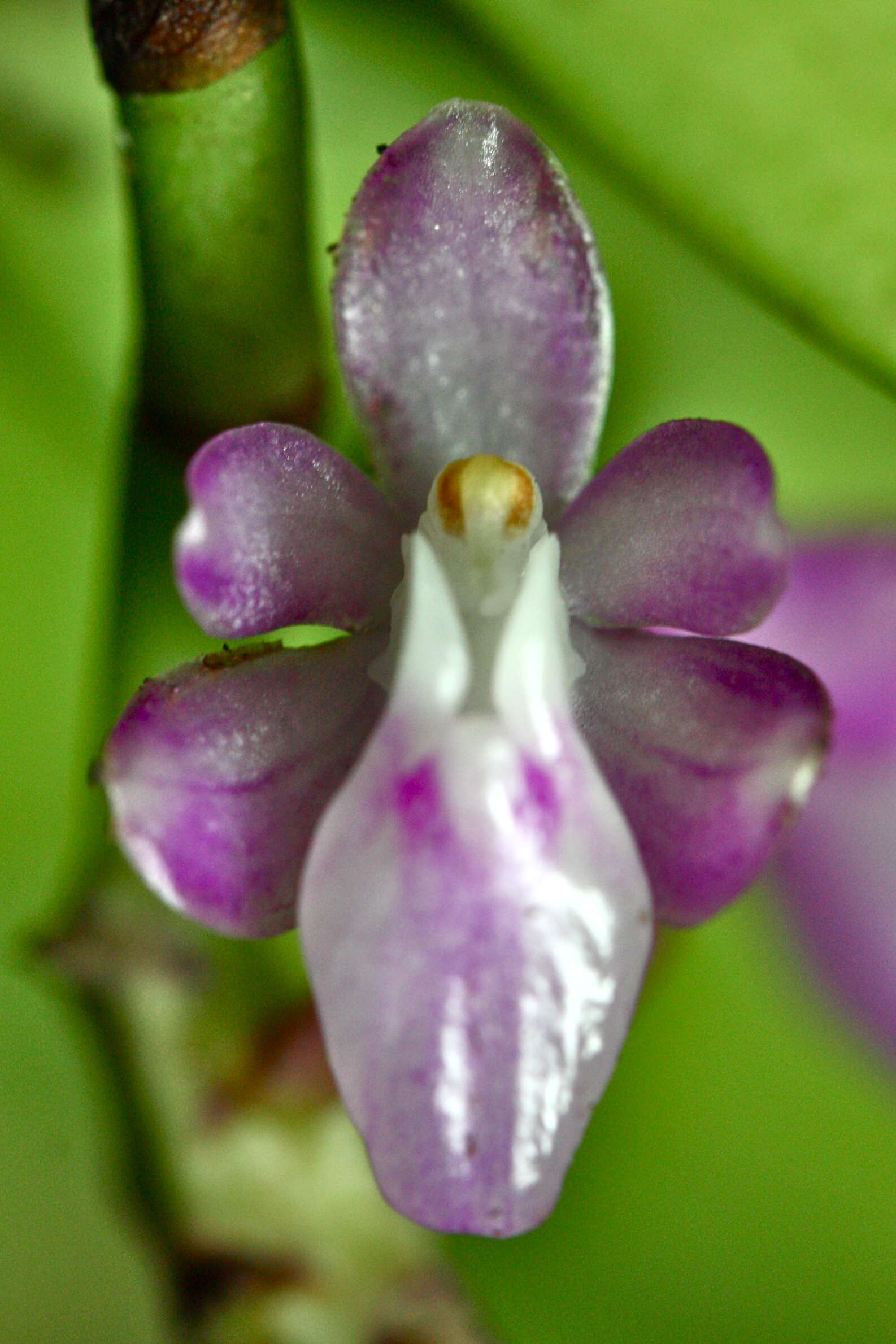 Micropera utriculosa (Ames) Garay resmi