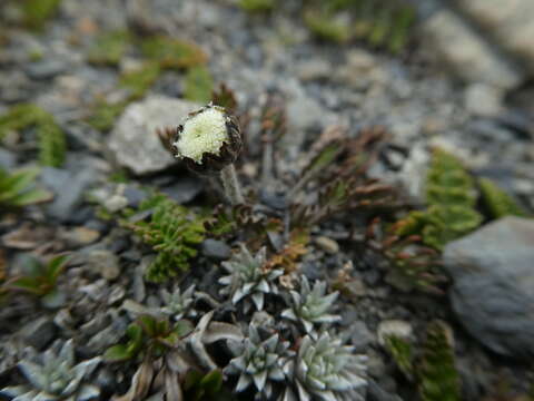 Image of Leptinella pectinata subsp. pectinata