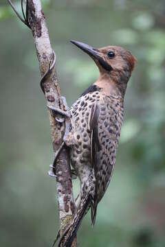 Image of Colaptes auratus gundlachi Cory 1886