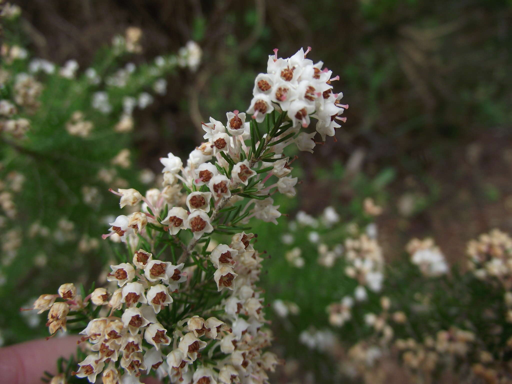 Image of Portuguese Heath