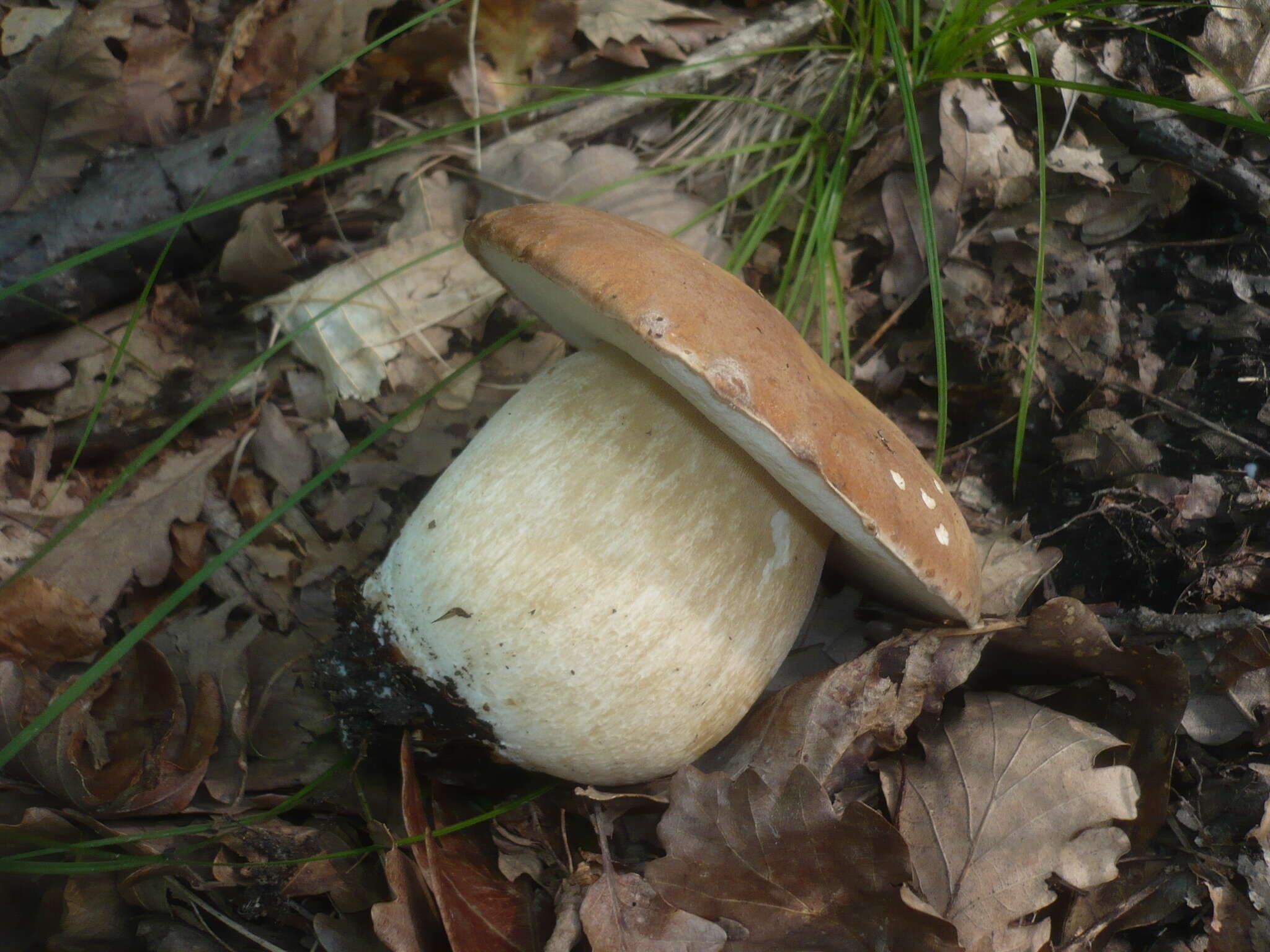 Imagem de Boletus reticulatus Schaeff. 1774