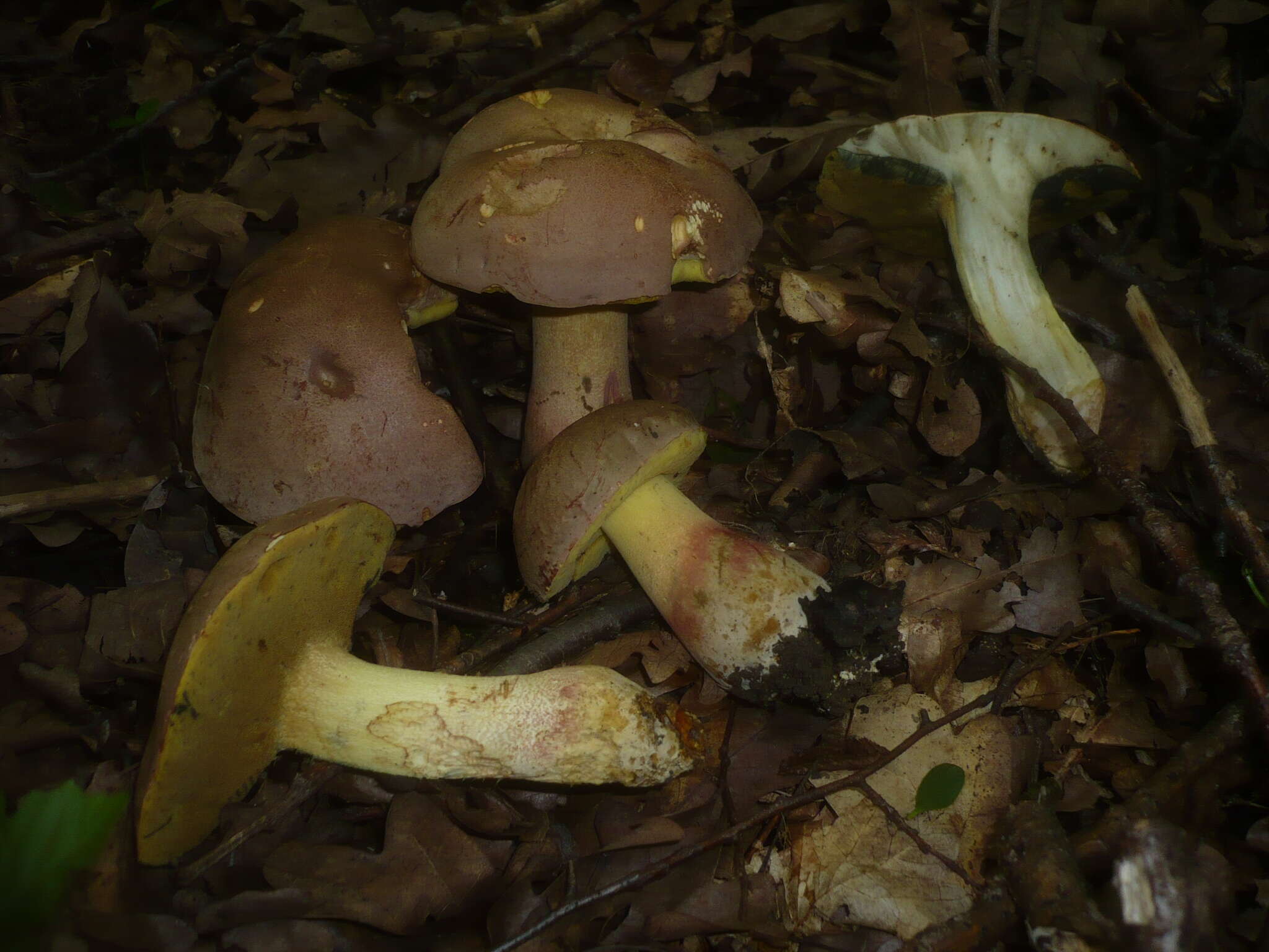 Image de Butyriboletus fechtneri (Velen.) D. Arora & J. L. Frank 2014