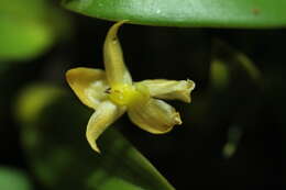 Image of Bulbophyllum ecornutoides Cootes & W. Suarez