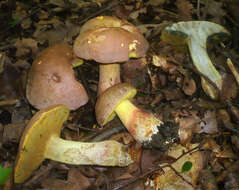 Image de Butyriboletus fechtneri (Velen.) D. Arora & J. L. Frank 2014