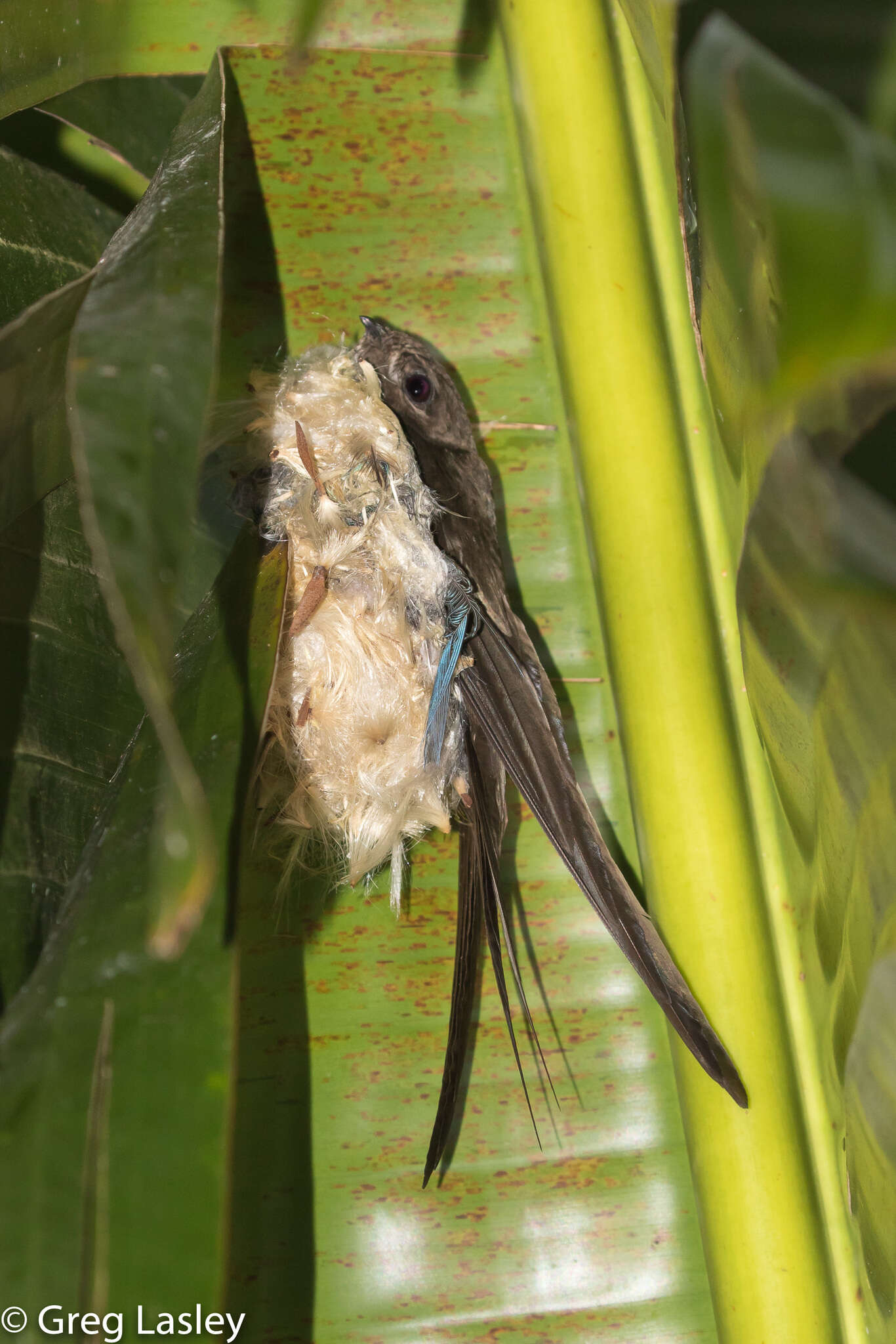 Image of Malagasy Palm Swift