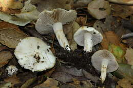 Inocybe geophylla (Bull.) P. Kumm. 1871 resmi