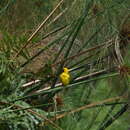 Image of Northern Brown-throated Weaver