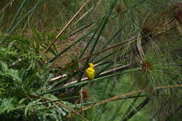 Image of Northern Brown-throated Weaver