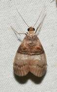 Image of Sycamore Webworm Moth