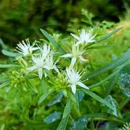 Image of Rhodiola sinuata (Royle ex Edgew.) Fu