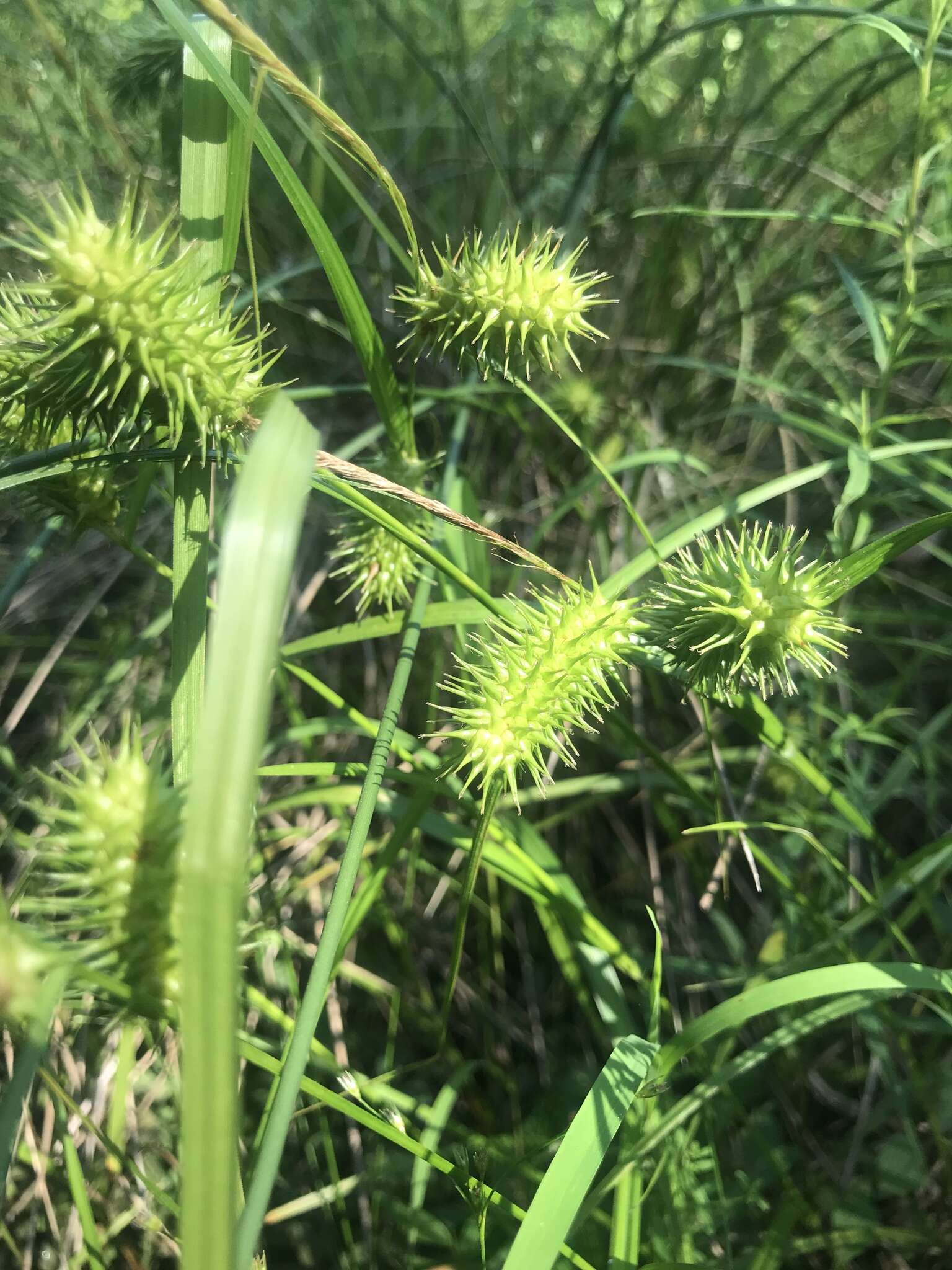 Image of shallow sedge