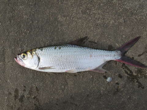 Image of tarpons