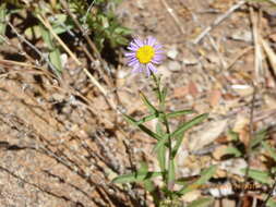 Image of Erigeron foliosus var. foliosus