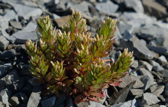 Image of Epilobium pycnostachyum Hausskn.