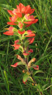 Image de Castilleja indivisa Engelm.