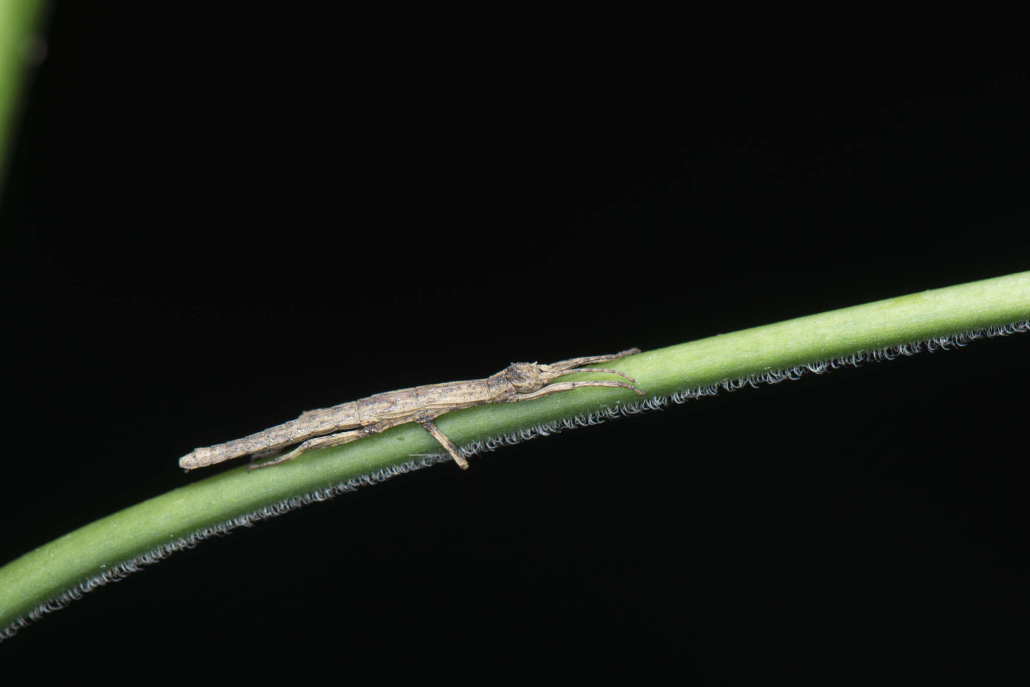 Image of Orestes shirakii (Ho, G. W. C. & Brock 2013)