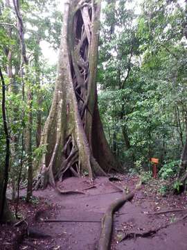 Image of Ficus costaricana (Liebm.) Miq.