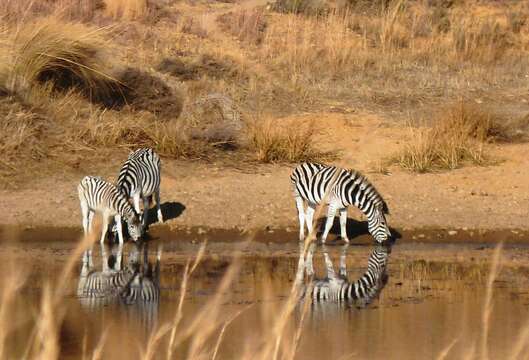 Image of Burchell's zebra