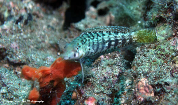 Image of Nosestripe grubfish