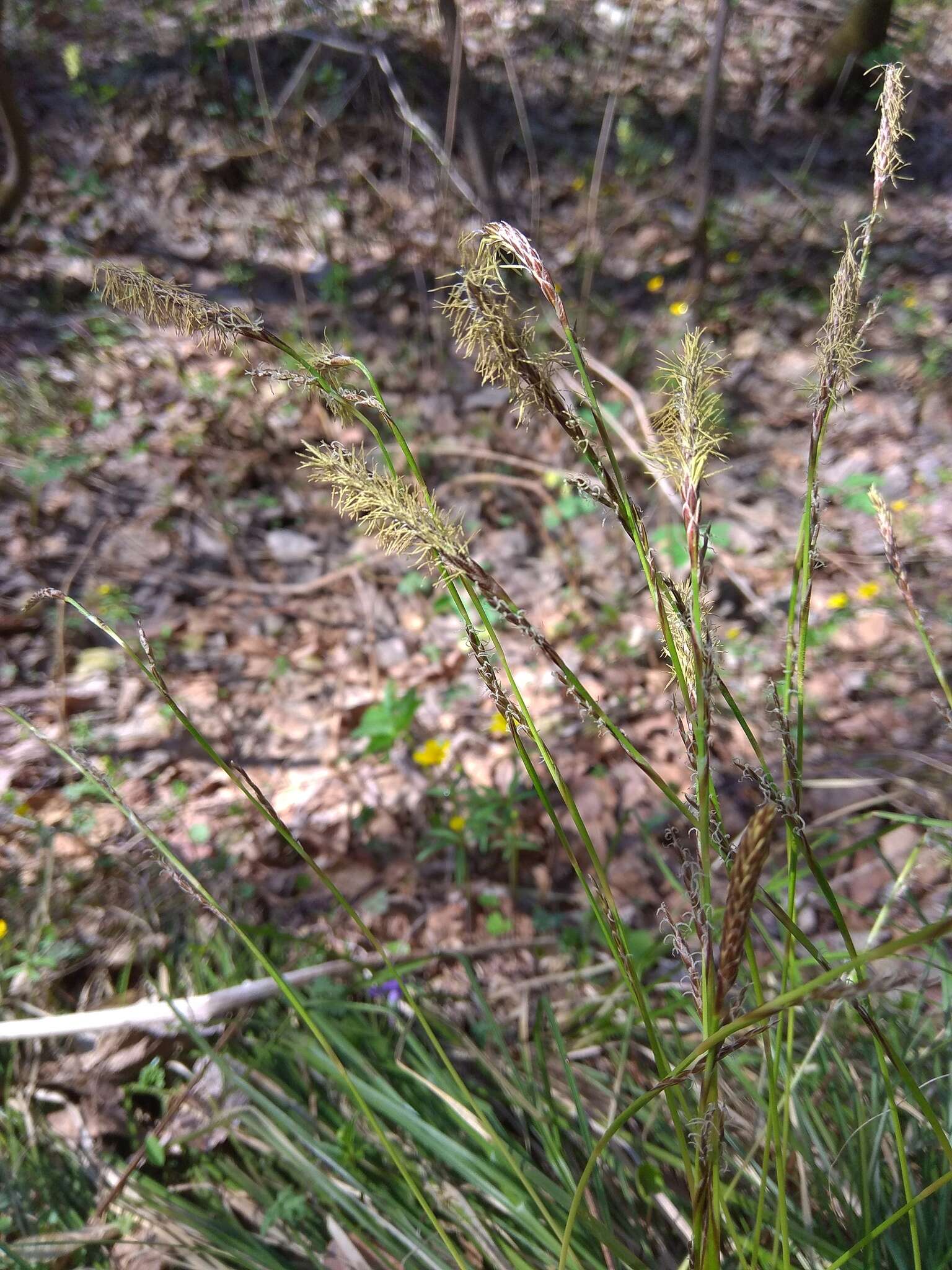 Image of Carex pediformis var. macroura (Meinsh.) Kük.