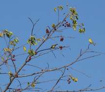 Image of Yellow-fronted Canary