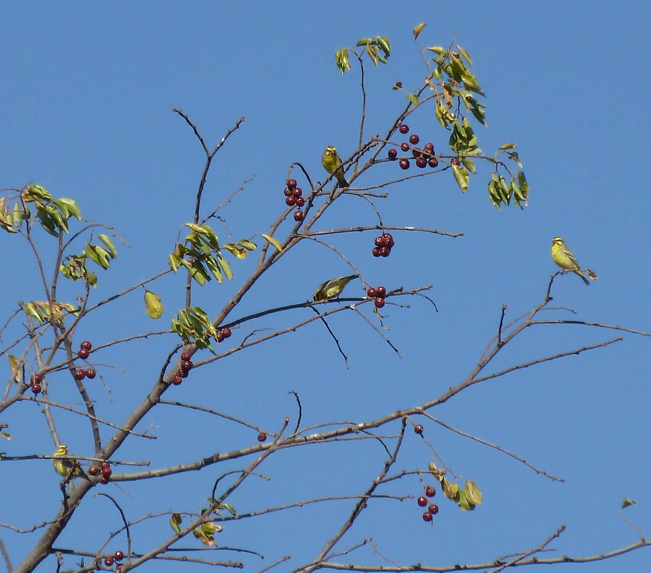 Image of Yellow-fronted Canary