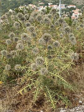 Image of Echinops spinosissimus subsp. neumayeri (Vis.) Kozuharov