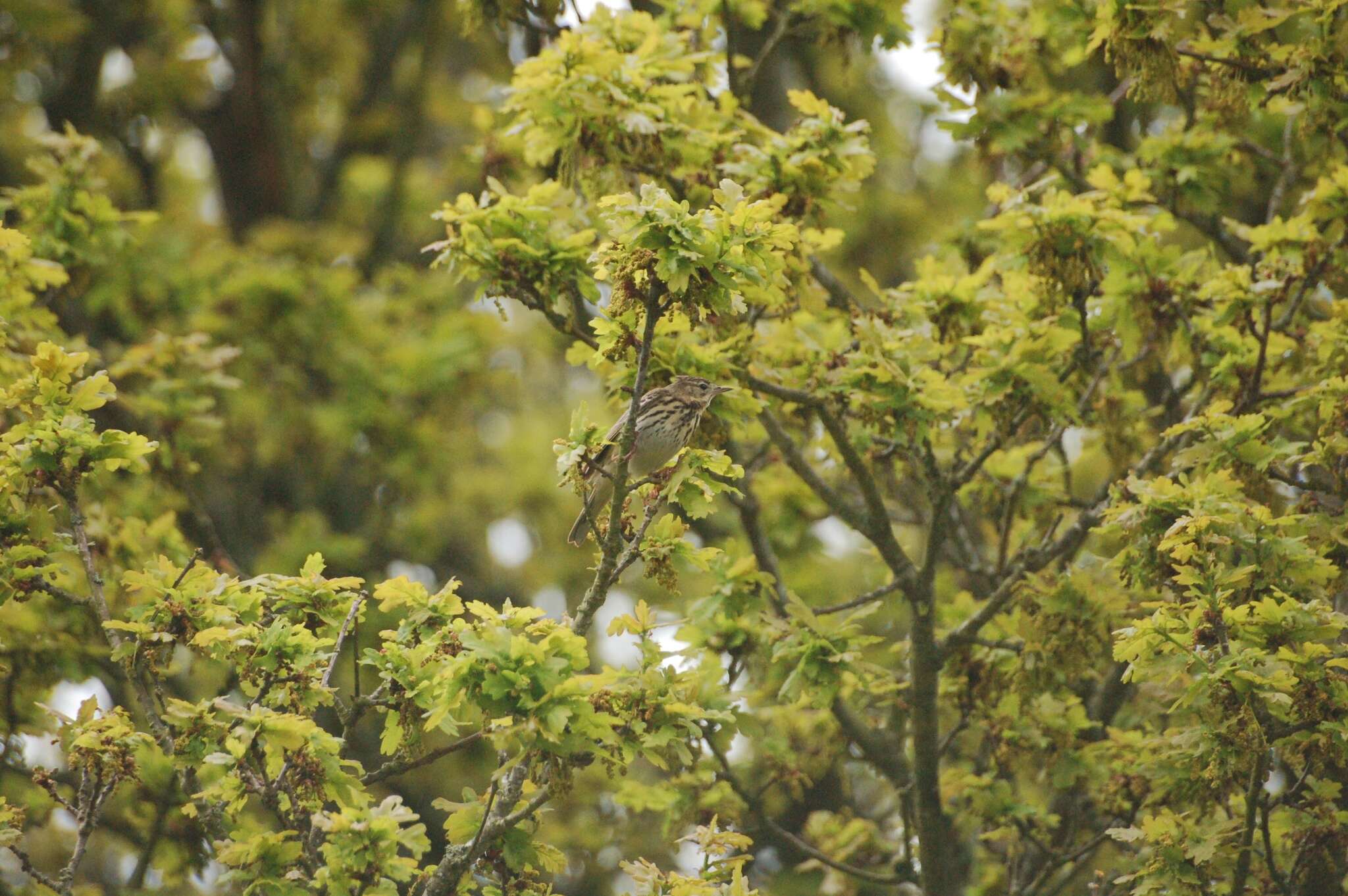 Image of Tree Pipit