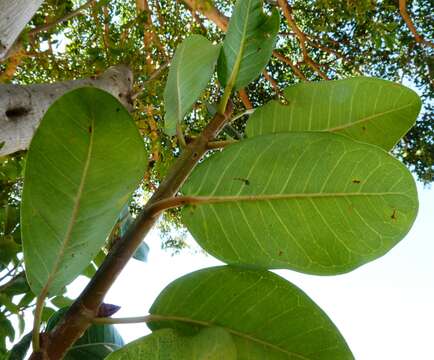 Image of Burke's fig