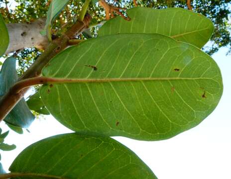 Image of Burke's fig