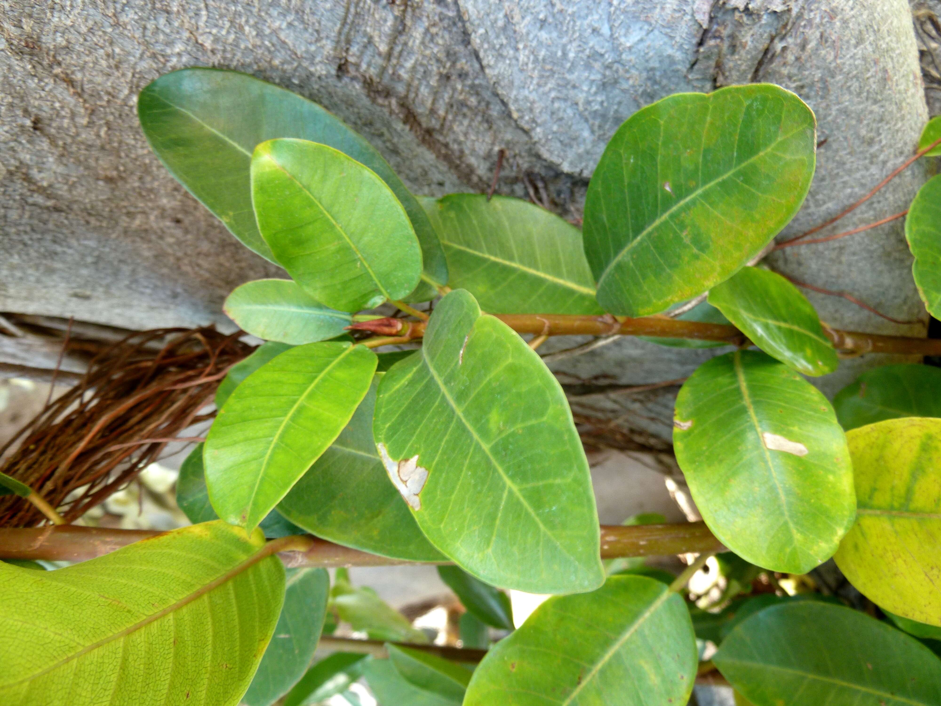 Image of Burke's fig