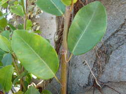Image of Burke's fig