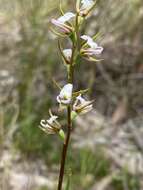 Image of Fragrant leek orchid