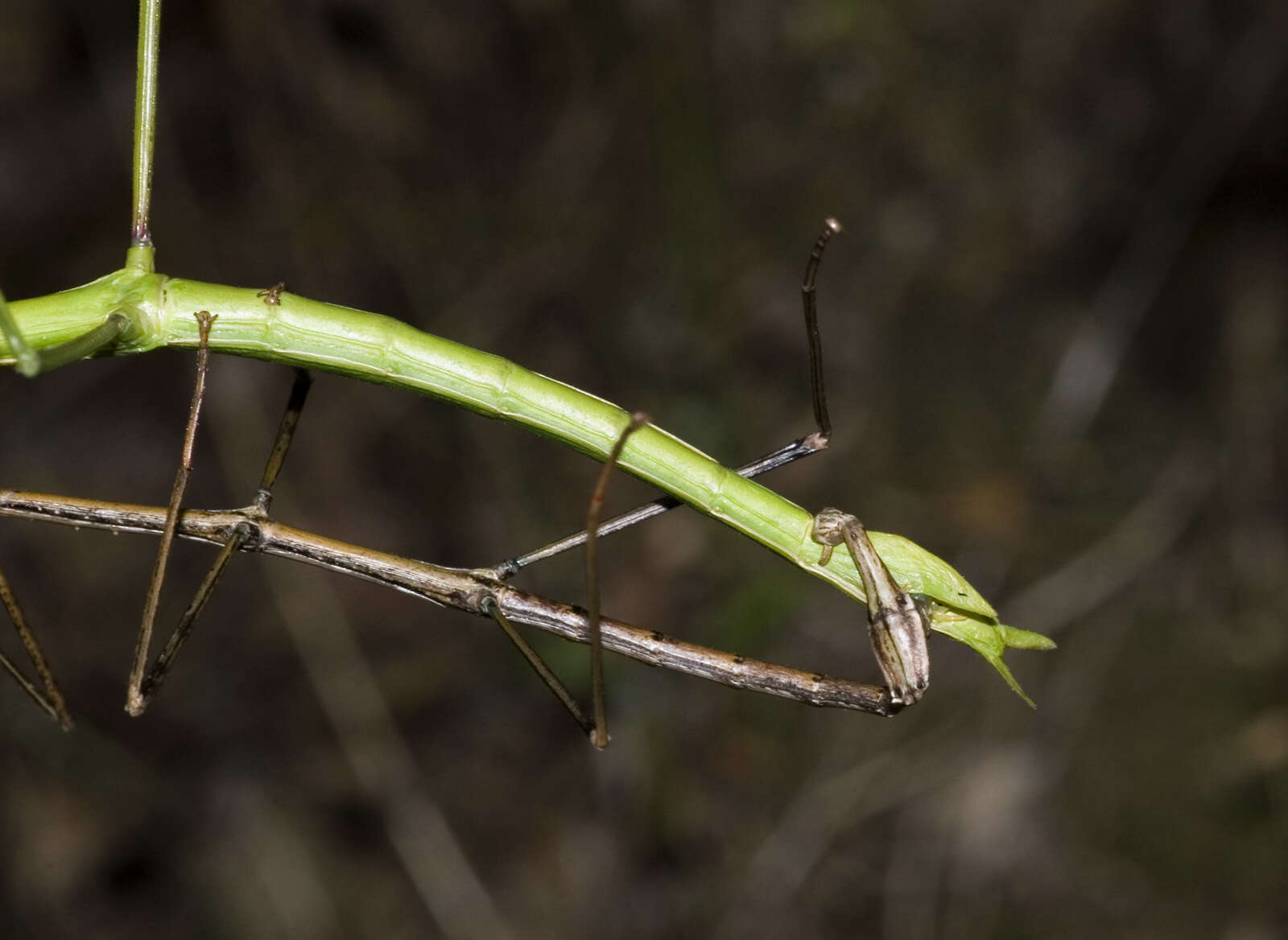 Image of Smooth Stick Insect