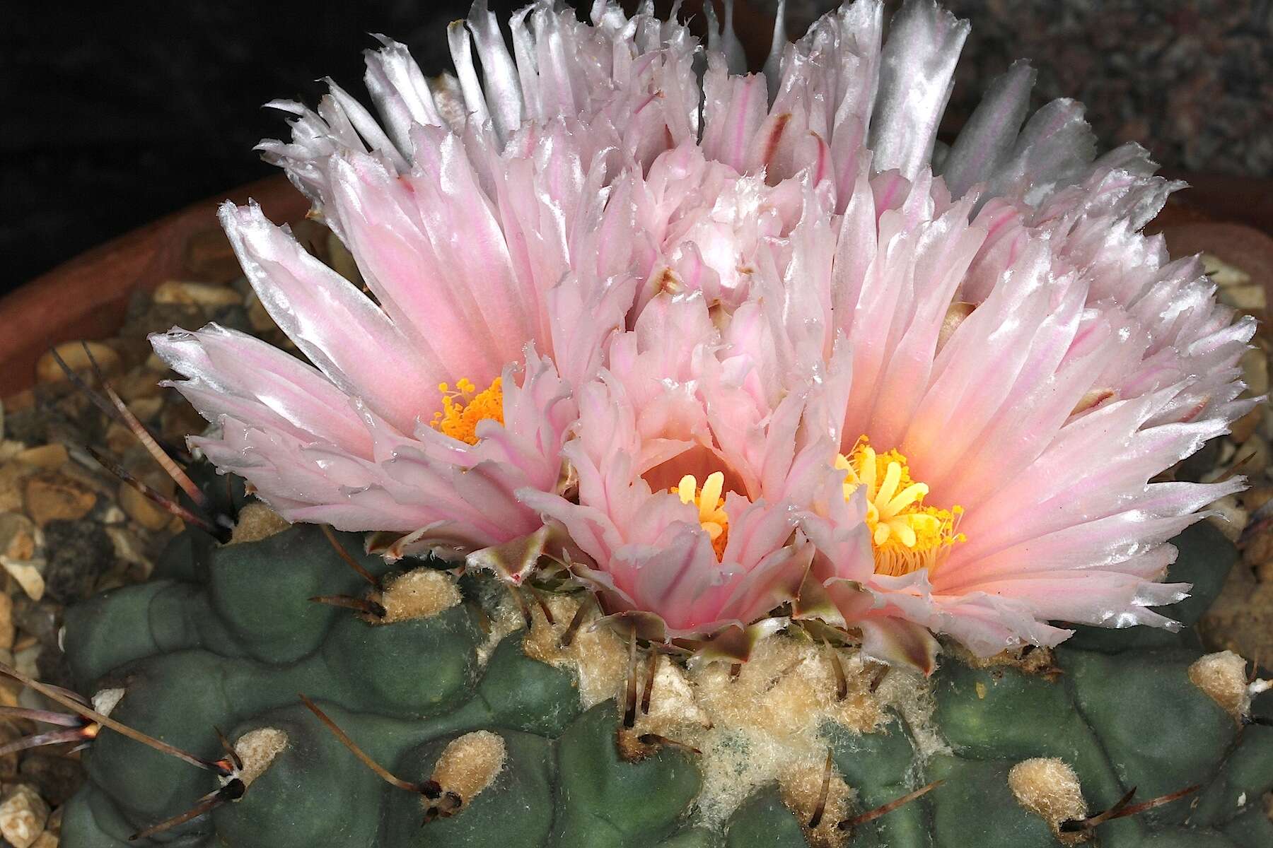 Image of Thelocactus rinconensis (Poselger) Britton & Rose