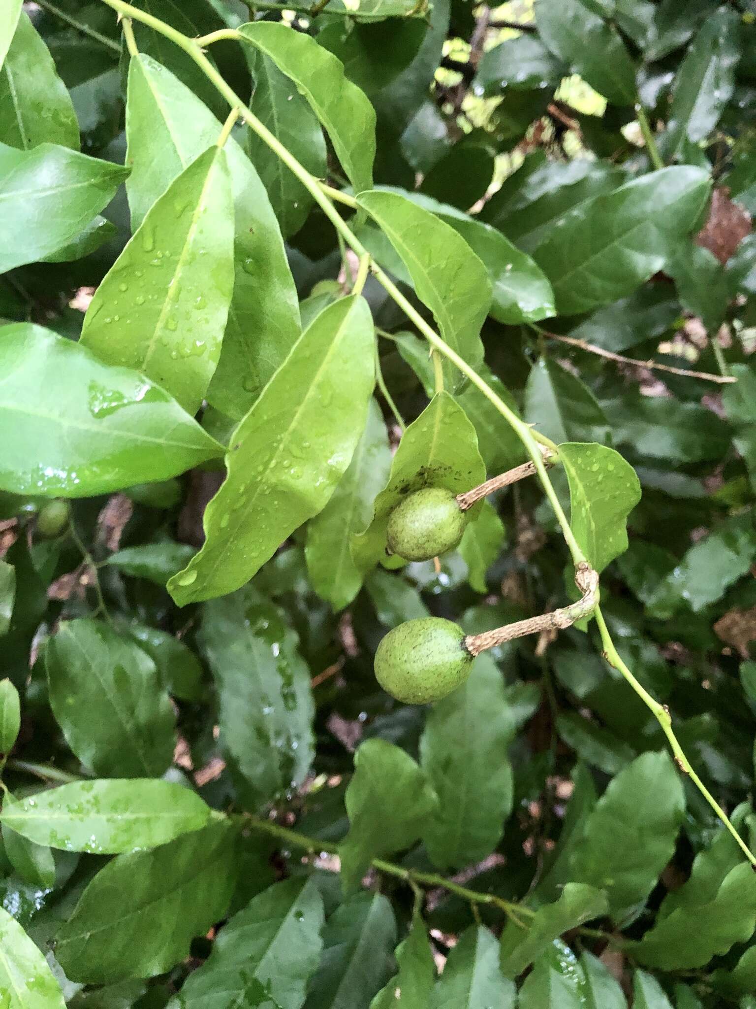 Image of Capparis henryi Matsum.