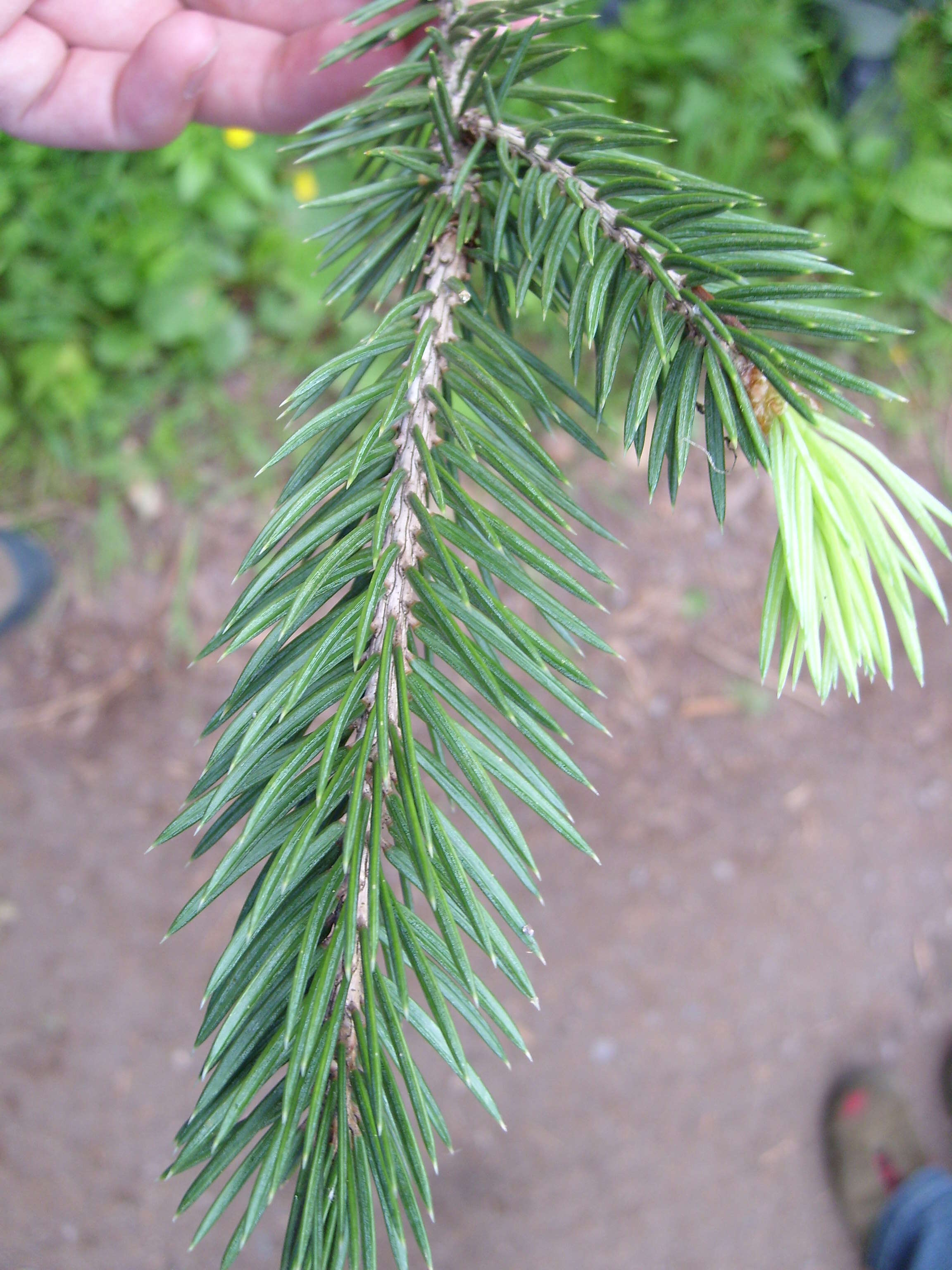 Image of Chihuahua Spruce