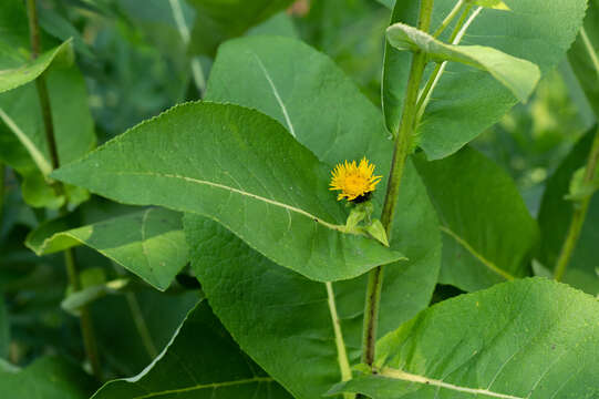 Image of <i>Coleosporium inulae</i>