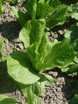 Image of Lactuca sativa var. longifolia